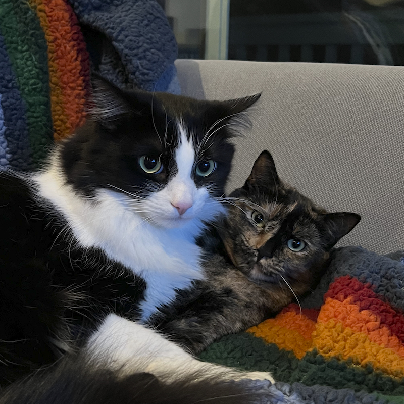 Two cats cuddled together on a colorful blanket